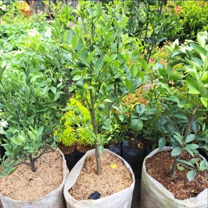 TANAMAN JERUK LIMO / POHON JERUK LIMO /JERUK SAMBAL