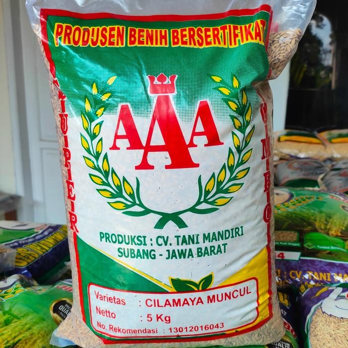 Benih Padi Unggiul Cilamaya Muncul 5 kg Anakan Banyak