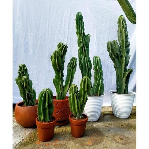 Tanaman Hias Kaktus Lilin Pohon Kaktus Pagoda Tanaman Hidup Kaktus