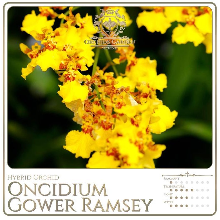 Anggrek Oncidium Gower Ramsey (Goldiana x Guinea Gold) Hybrid Hibrid Hybrida Oncydium Orchid Yellow