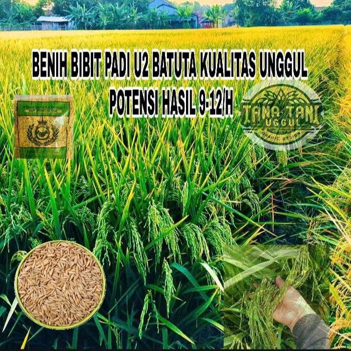BENIH BIBIT TANAMAN PADI UB2 BATUTA KUAKITAS UNGGUL GABAH BERBOBOT 5KG