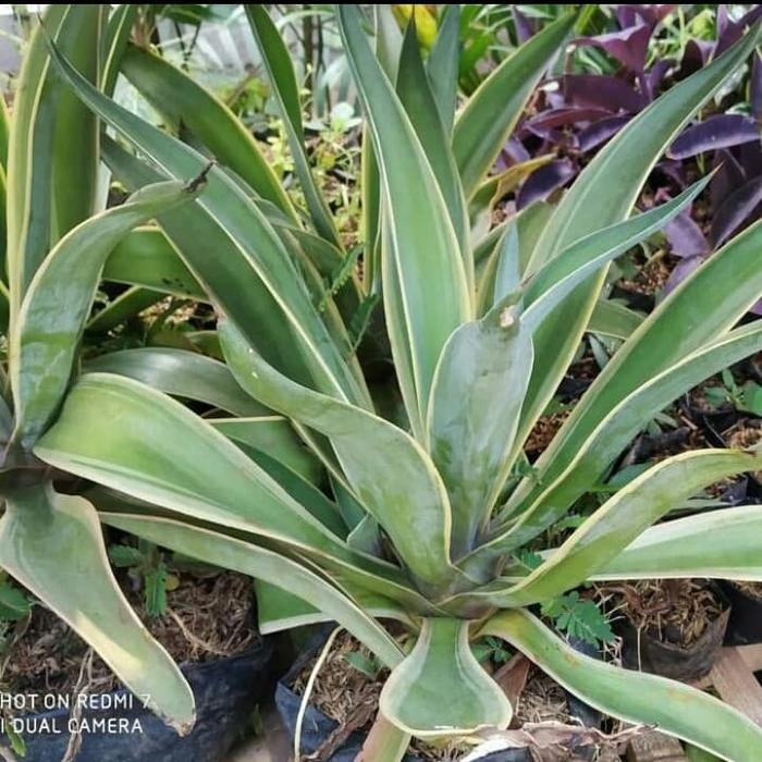 Grosir Tanaman Siklok King Tanaman Agave King