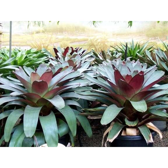 Tanaman hias bromelia giant impeliaris - Pohon bromelia besar - Jumbo