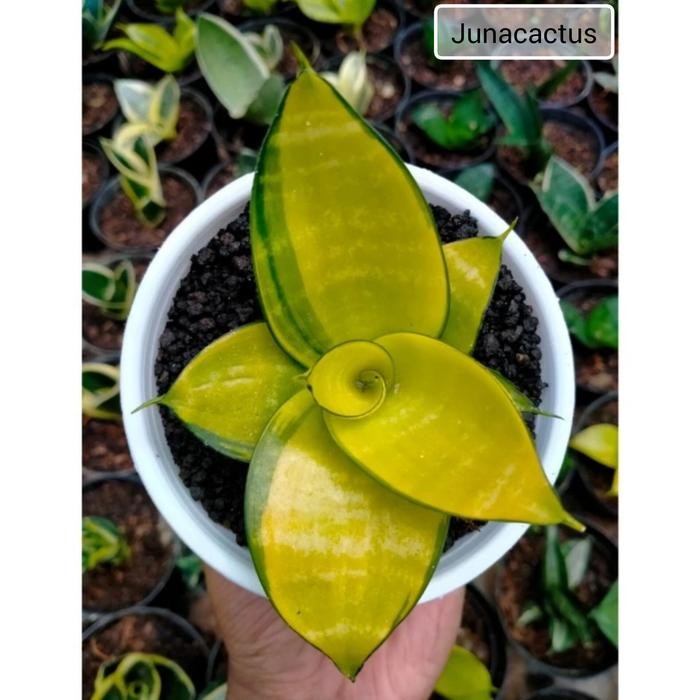 Sansevieria Hahnii Philipine Gold Mutasi / Aurea