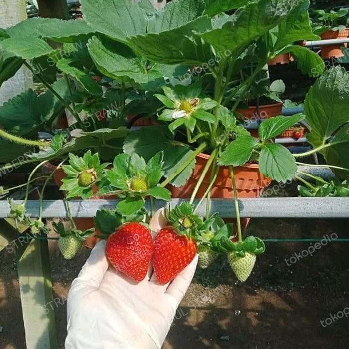 indukan strawberry sagahonoka