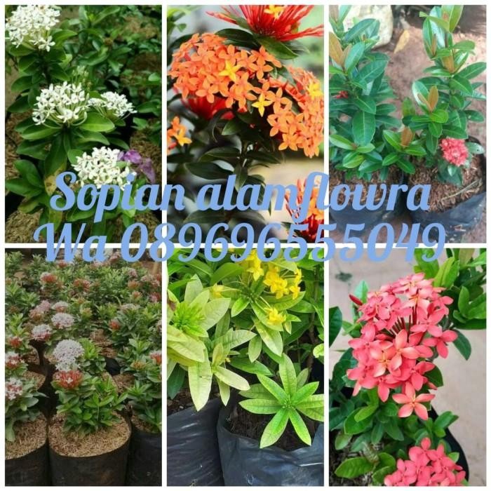 tanaman asoka mini -1 paket 6 jenis - asoka daun kecil