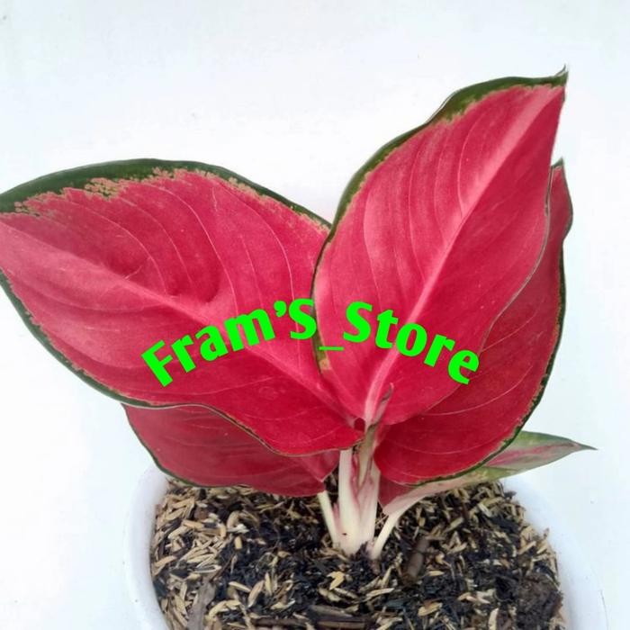 aglonema suksom jaipong Bibit