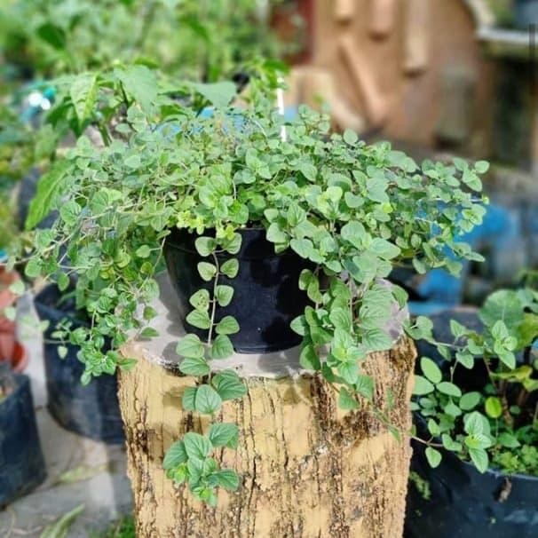 

Pilihan- Tanaman Herbal Oregano / Bumbu Dapur Kaya Manfaat + Pot