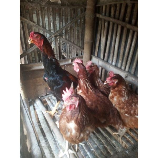 Ayam Bangkok x petelur joper jowo super