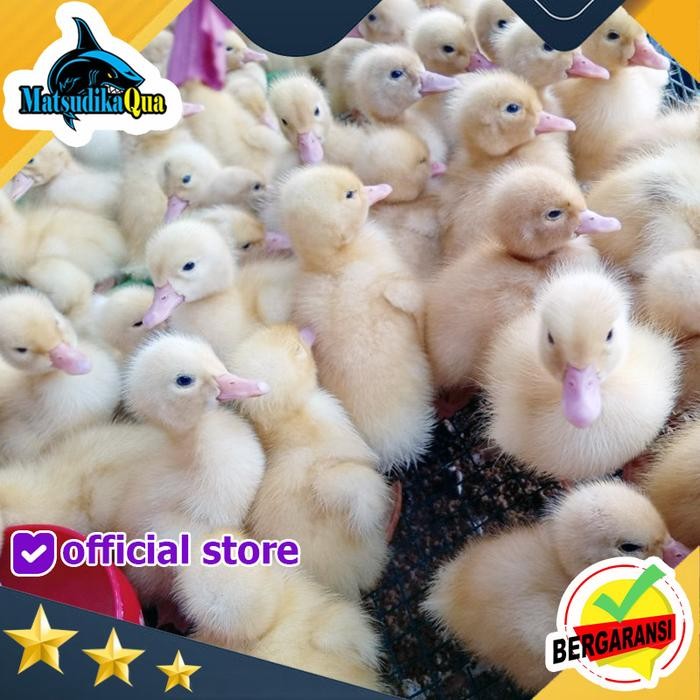 Bebek Peking Baby Anakan Gemuk Konsumsi Khusus