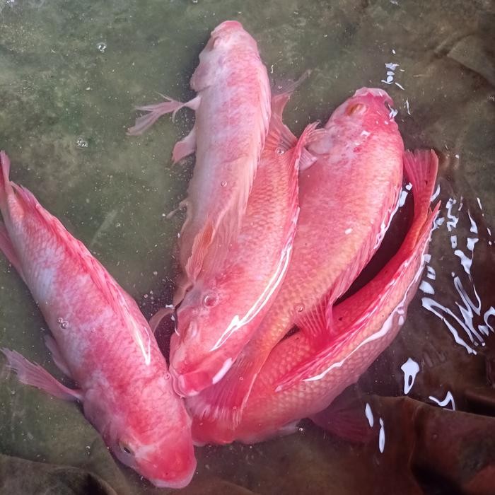 indukan nila Bangkok perpaket jantan dan betina