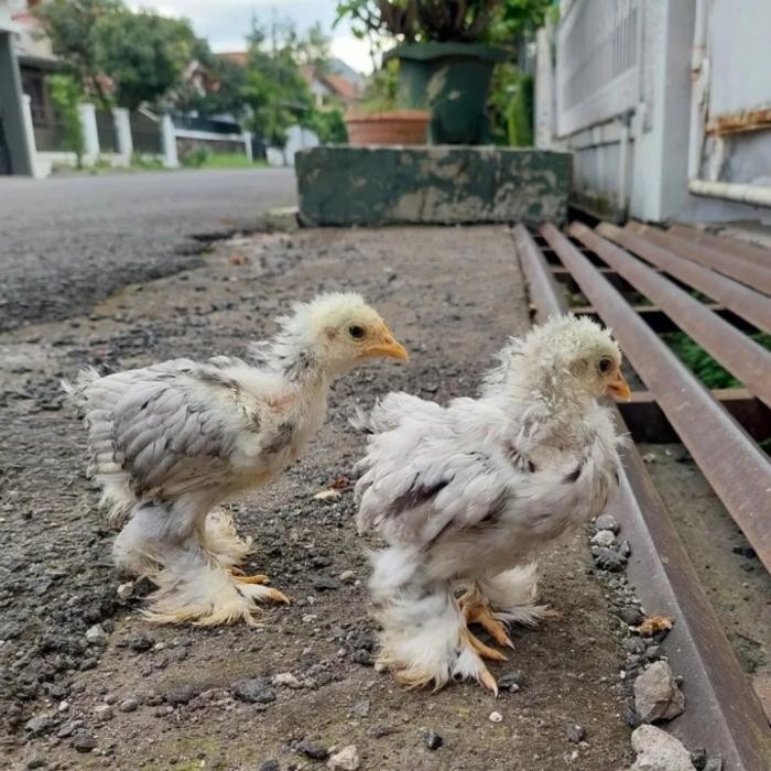 Anak Ayam Brahma
