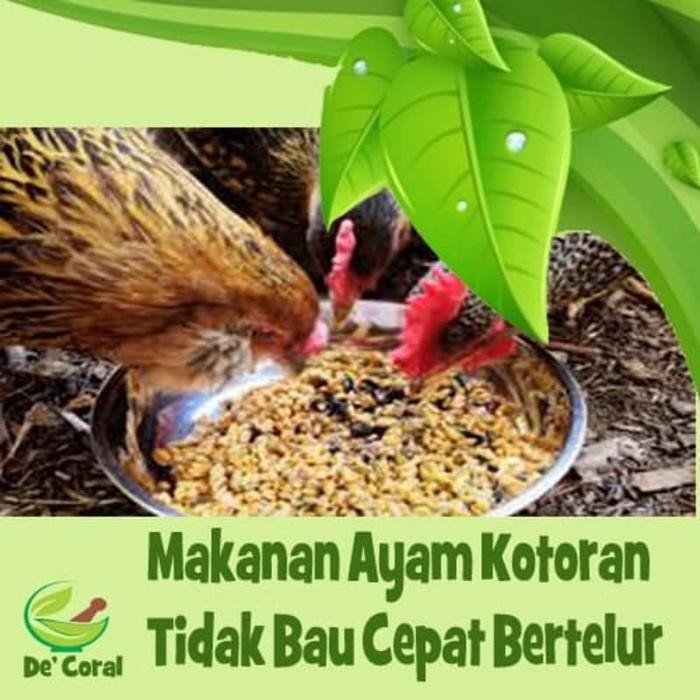 Makanan Ayam Bergizi Makanan Ayam Makanan Ayam Kate