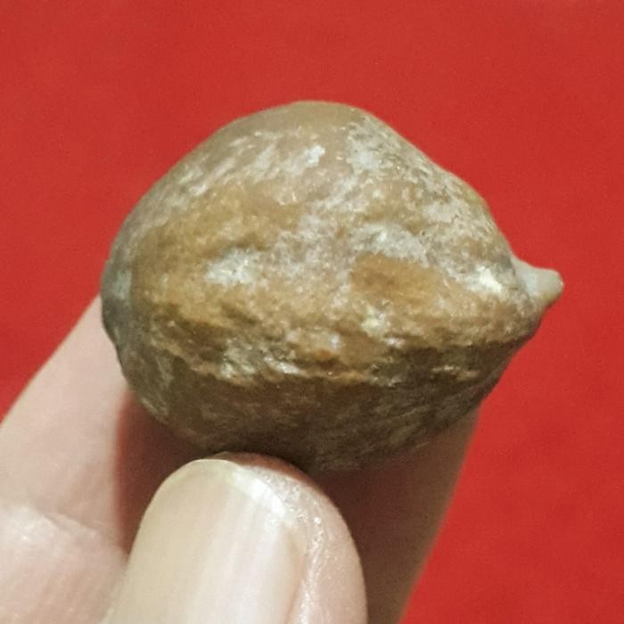 Muncang Adu Anak Mayit Urgen