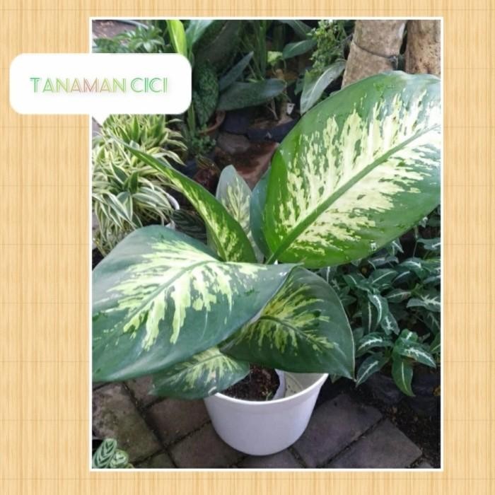 Tanaman hias diven tanaman sri rejeki incld pot putih sv d30