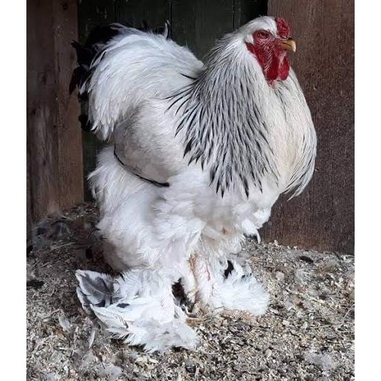 Ayam Brahma Super -Ayam brahma Ori - Ayam Hias Brahma