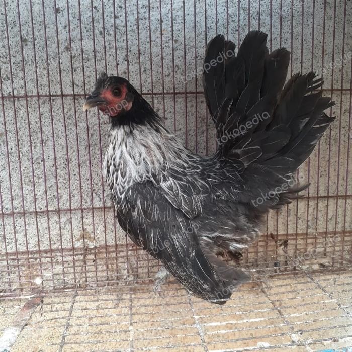 ayam kate betina ceper super istimewa