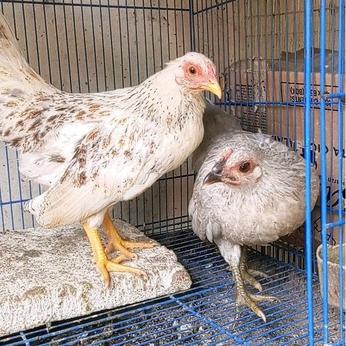 ayam kate betina aneka warna