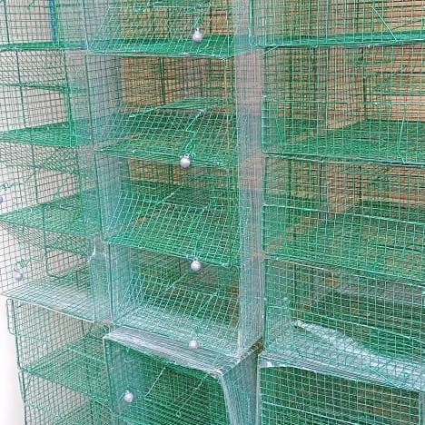 PERANGKAP JEBAKAN TIKUS MASSAL TEBAL JUMBO