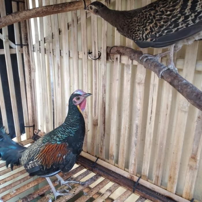 sepasang ayam hutan hijau siap ternak