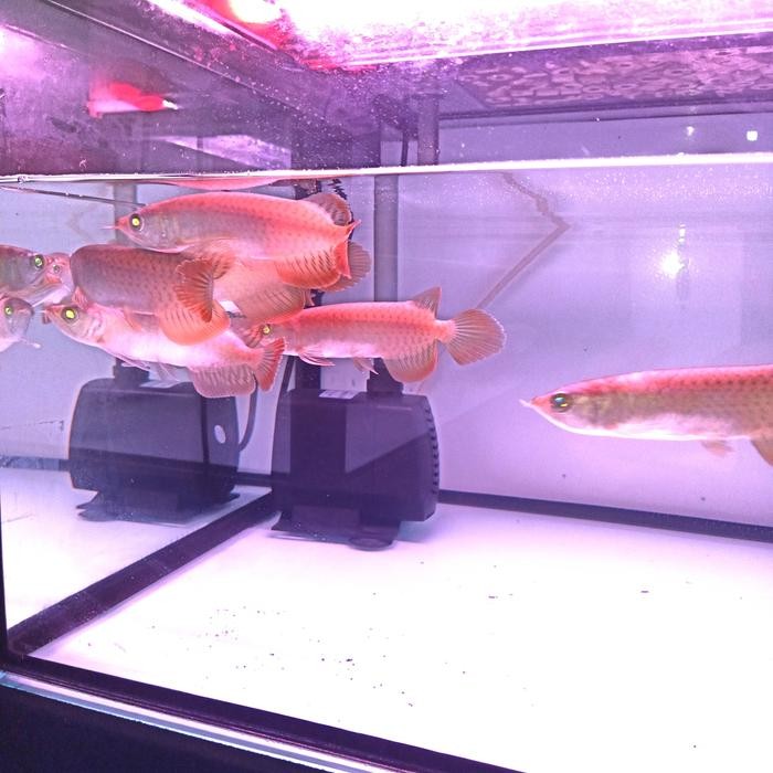 Pilihan- Arwana 100% Super Red Chip Tanam Size 15 Cm Up,Lengkap Semua Sertifika