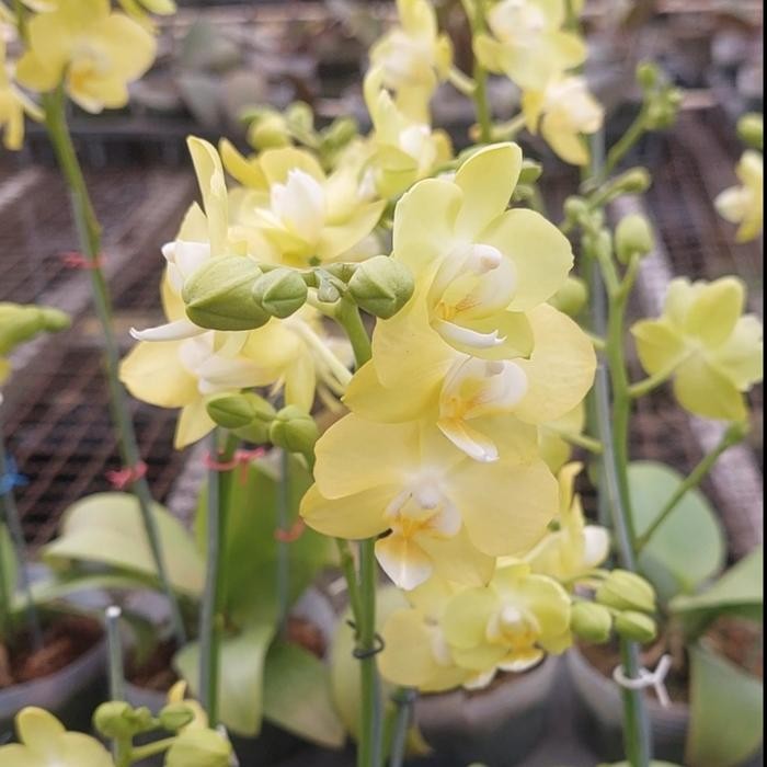 Anggrek Bulan Mini Kuning Muda