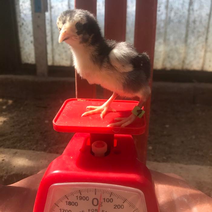 Pitik ayam Shamo Eropa cross PakhoyMangon