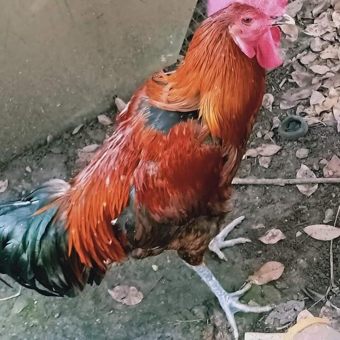 BARU- AYAM PELUNG ASLI JUMBO - PELUNG JUMBO
