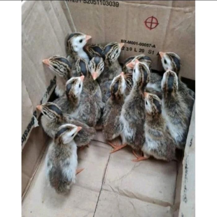 Anakan ayam mutiara 1 bulan