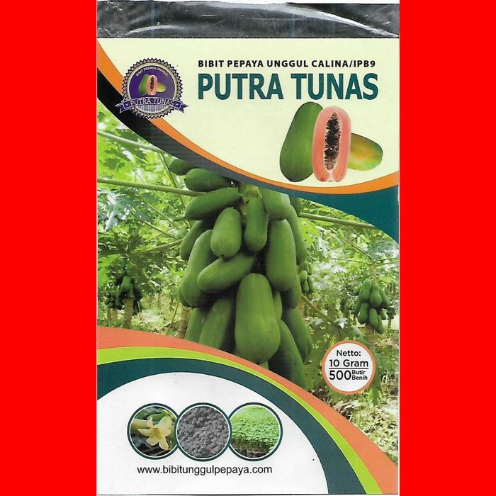 

Terbaru Benih Pepaya Calina California IPB 9 Bibit Pepaya 10gr Isi 500 Biji