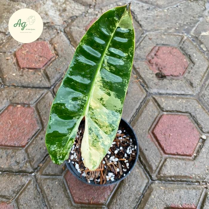 Philodendron billitiae 1daun