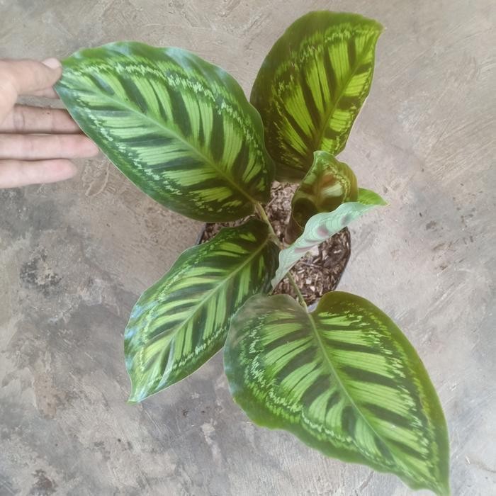Tanaman hias Calathea flamestar