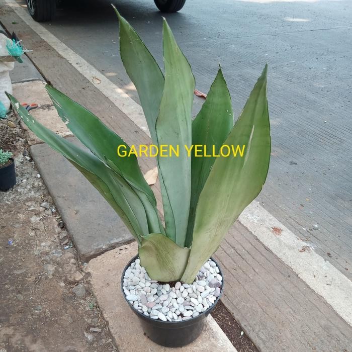 TANAMAN LIDAH MERTUA / SENSIVERA MOONS WHIT +POT DAN BATU