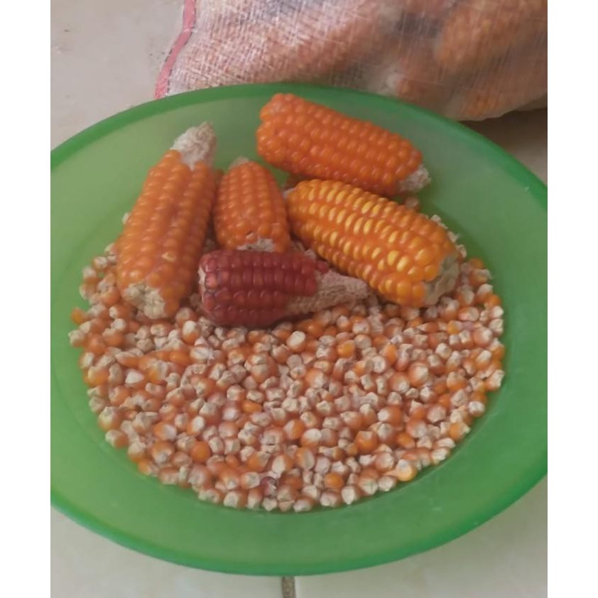 

(Expert) 1 kg jagung baru panen / jagung Madura paling dan sehat