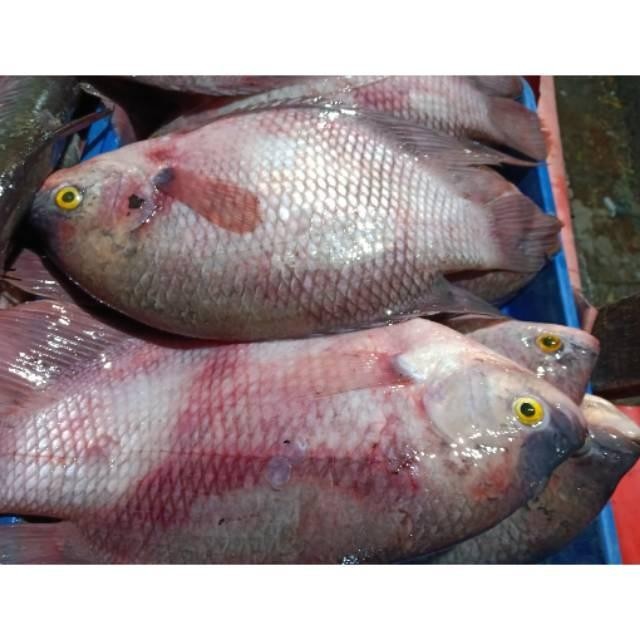 

(Expert) Ikan Gurame Segar 1 kg