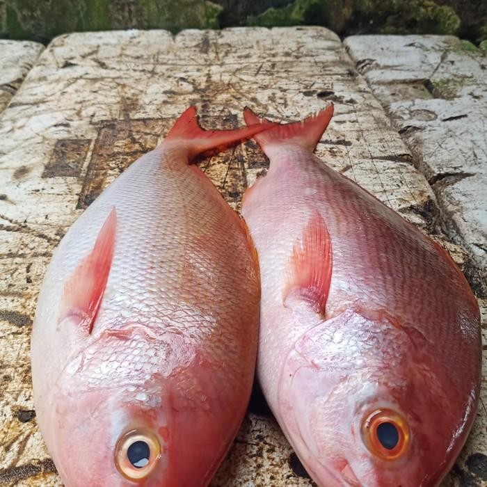 

(Expert) ikan kakap merah fresh