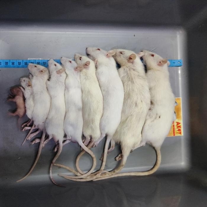 Tikus Putih Penelitian RAT Rattus Norvegicus Pakan Hewan Reptil