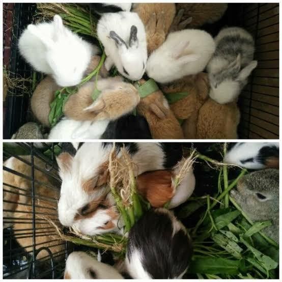 JUAL KELINCI LOKAL HEWAN ANAKAN KLINCI RABBIT HIAS LUCU KUPING PANJANG