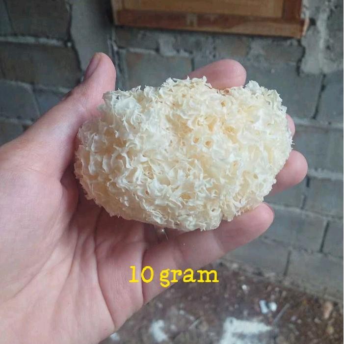 

PREMIUM TERMURAH!!!! 10 gram jamur salju/jamur es/white fugus/jamur kering