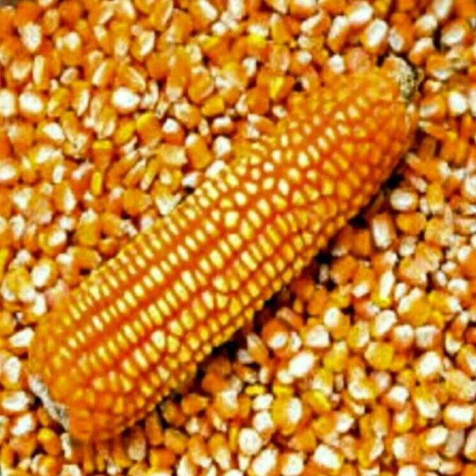 

PREMIUM Jagung Pipil Kering Ukuran Tanggung Besar 1Kg