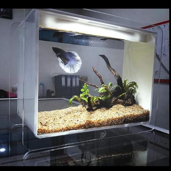 PREMIUM Studio foto cupang, box studio cupang, tempat foto cupang, foto cupang