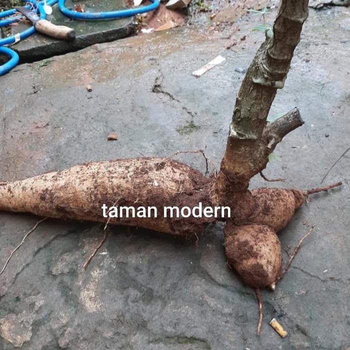 Terlaris Singkong Racun Ukuran 1 Kg-Buah Singkong Racun,Singkong Genderuwo,