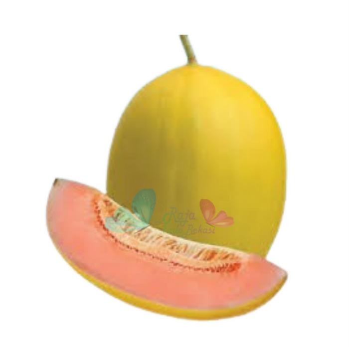 [Sp] Asli Biji Dari Buah Melon Golden New Kinanti (F2) - Repack 100 Bibit Benih Melon Golden Panenan