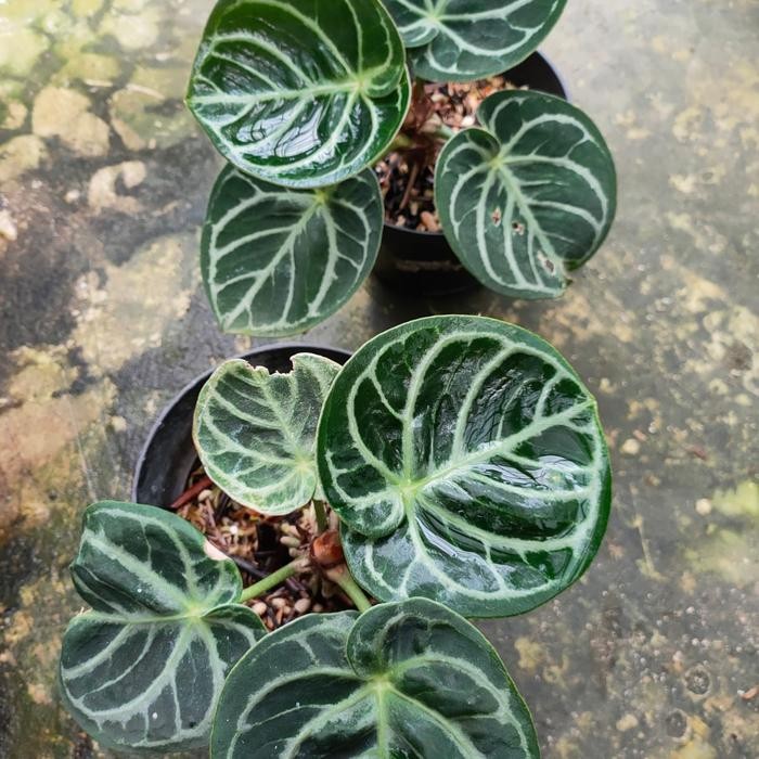 Terlaris Tanaman Baby Anthurium Kuping Gajah Dorayaki Silver Mangkok / Forgetii