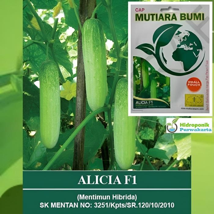 Benih Mentimun Timun Alicia F1 Hibrida Lalap Cap Mutiara Bumi Isi 200 Butir *