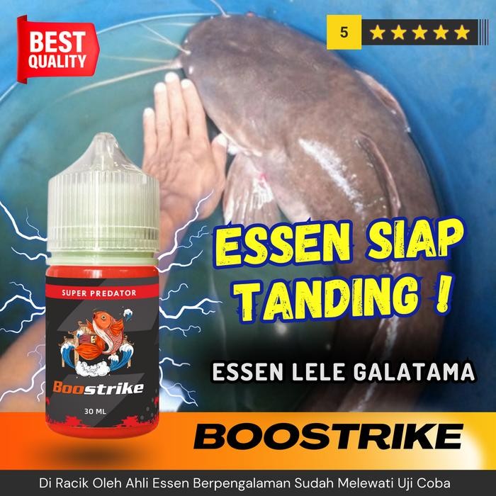 Essen Ikan Lele Babon Untuk Siang Dan Malam Hari Kolam Galatama Harian Umpan *