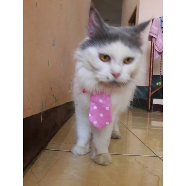 Dasi panjang untuk kucing dan anjing / baju kucing lucu /