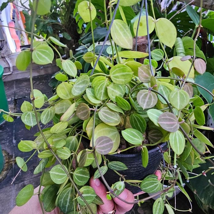 Terang Tani Dischidia Ovata/Dischidia Semangka/Watermelon Dischidia