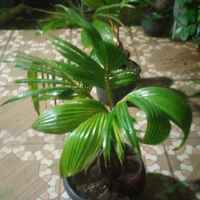Terang Tani Link Khusus Tn.Jay Tan Pohon Bonsai Kelapa Kuning