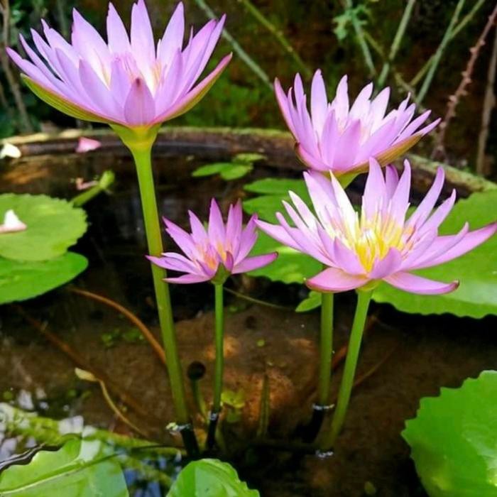 Terlaris Tanaman Air Bunga Teratai Air // Tanaman Bunga Teratai